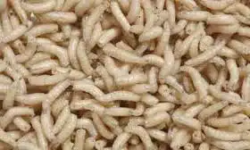 BESTBAIT Count Maggots Spikes Live Bait Ice Fishing Grub Worms Reptile