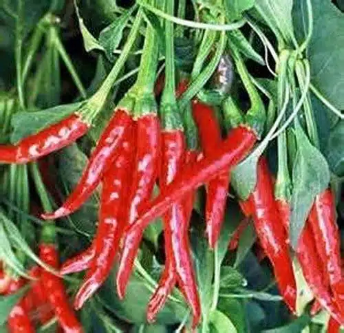 Cayenne Pepper, Long RED Thin, Heirloom, Seeds,Great Fresh OR Dried